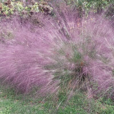 6x Eragrostis spectabilis Pot 9x9cm - Prachtige planten voor in uw tuin