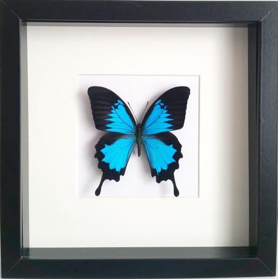 Opgezette vlinder in zwarte lijst 25x25cm - Papilio ulysses ulysses