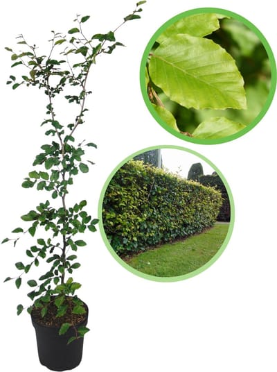 Groene beuk 125-150 cm (in pot) - Fagus sylvatica - Ø26 cm - inheemse plant - meest gekozen haagplant - heel het jaar blikdicht