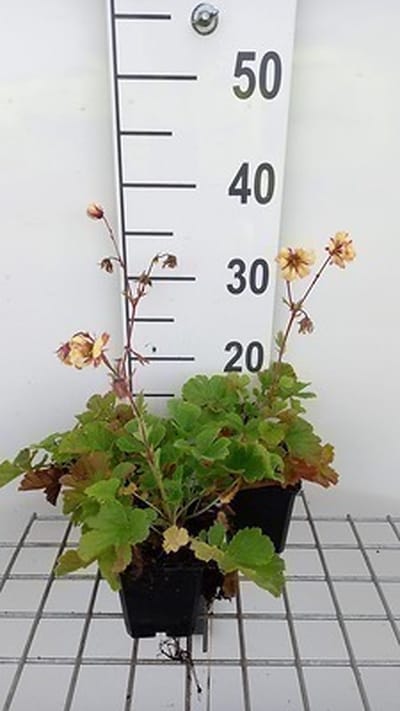6x Nagelkruid - Geum hybr. 'Fluffy Yellow' | 9x9 cm pot