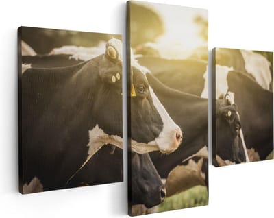 Artaza Canvas Schilderij Drieluik Zwart Wit Koeien In De Wei Met Zon - 90x60 - Foto Op Canvas - Canvas Print