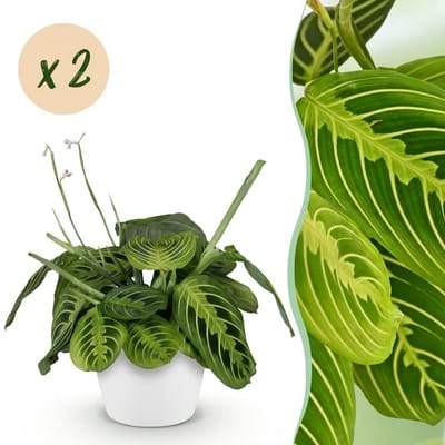 Plantenboetiek.nl | Maranta Fascinator Lemon Lime - Gebedsplant - Huisdiervriendelijke Plant - Groen - 2 Planten - met Potter Wit - Ø12cm - 25cm hoog - Kamerplant - Arrangement - Plant met pot
