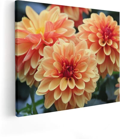 Artaza Canvas Schilderij Dahlia's - 100x80 cm - Groot - Wanddecoratie Bloemen - Muurdecoratie Woonkamer - Schilderijen Op Canvas