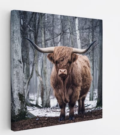 Saammp Canvas Schilderij - Schotse Hooglander Koe - Kunst - Zwart-Wit - Landschap - Dieren - Natuur - 20x20 - Foto op canvas - Wanddecoratie - muurdecoratie Woonkamer - Slaapkamer decoratie - Canvas Print