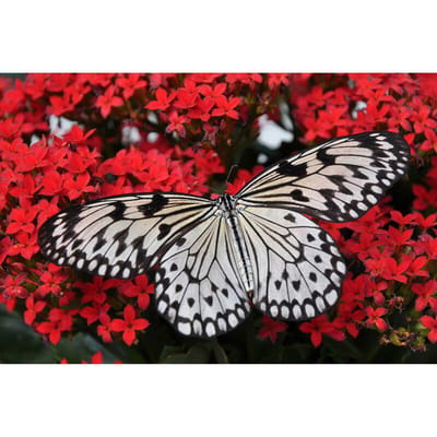 Foret complet bricolage diamant broderie fleur résine point de croix 5D diamant peinture 20X30CM black