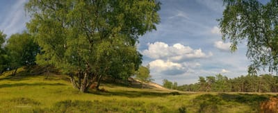 Fotobehang heide op de Veluwe 250 x 260 cm - € 175,--