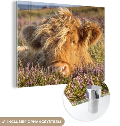 MuchoWow® Glasschilderij 160x120 cm - Schilderij acrylglas - Schotse Hooglander - Heide - Gras - Dieren - Foto op glas - Schilderijen