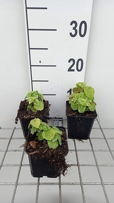 6x Bonte gele dovenetel - Lamiastrum gal. 'Florentinum' ( 'variegatum') | 9x9 cm pot