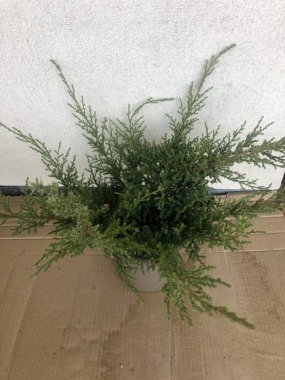 Juniperus pfitzeriana 'Wilhelm Pfitzer' - Pfitzer Jeneverbes 25 - 30 cm in pot