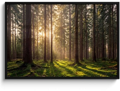 Poster in lijst - Fotolijst 120x80 cm - Posters - Bos - Gras - Zonlicht - Posterlijst zwart - Decoratie - Wanddecoratie woonkamer - Muurdecoratie slaapkamer