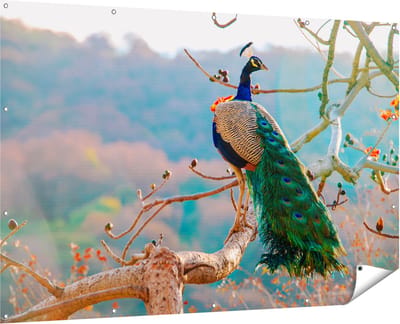 Gards Tuinposter Pauw in de Bomen - 180x120 cm - Tuindoek - Tuindecoratie - Wanddecoratie buiten - Tuinschilderij