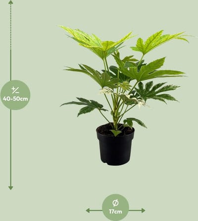 Plantenboetiek.nl | Fatsia Japonica Spider Web - Ø17cm - 40-50cm hoog - Kamerplant - Groenblijvend