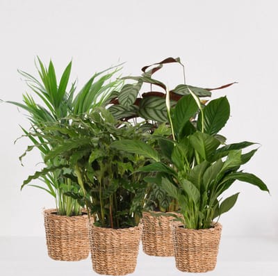 Kamerplanten set met 4 planten in siermand Amber Grof – luchtzuiverende kamerplant – meerjarige plant – Areca - Calathea Blue Grass - Calathea Compactstar - Spathiphyllum – groenblijvende planten set 4 stuks - ↕55-75cm - Ø18 – vers uit de kwekerij