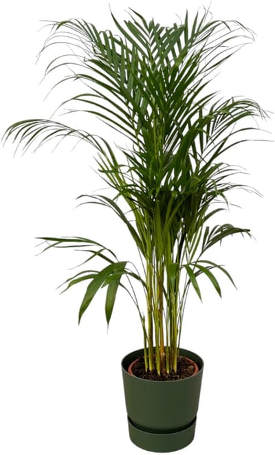 Areca palm - ↨110cm - Ø21cm inclusief elho Greenville Round groen D24xH23