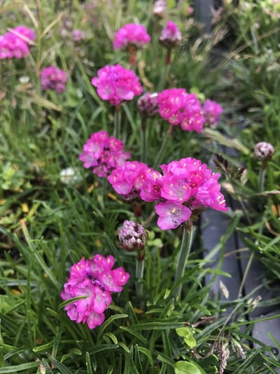 6 x Armeria maritima 'Splendens Perfecta' - Engels Gras - P9 Pot (9 x 9cm) - Dima Vaste Planten