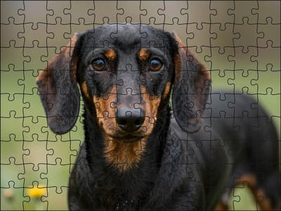 Puzzel Teckel | 120 stukjes | Dierenpuzzel | Hondenpuzzel