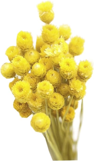 Gedroogd madeliefje boeket - Natuurlijke bloemen - Decoratie in vaas - Echte bewaarde bloemen - 50 stengels - Geel