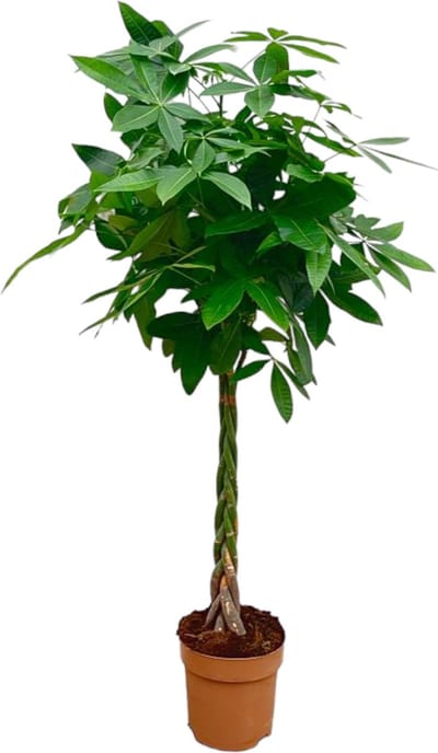 Trendyplants - Pachira Aquatica - Geldboom - Kamerplant - Hoogte 130-150 cm - Potmaat Ø24cm
