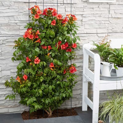 Bloomique - Set van 2 - Campsis Radicans Flamengo - Trompetbloem - Rood - Klimplanten - Tuinplanten - Winterhard - Hoogte 50-70 cm - Pot 15 cm
