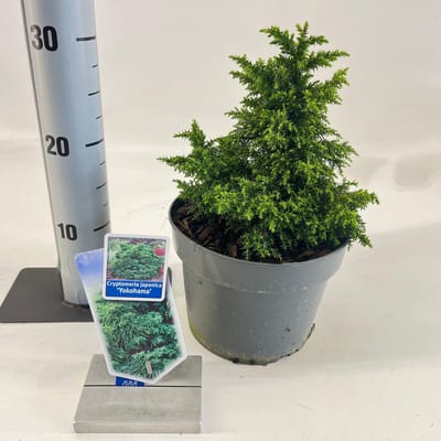 Cryptomeria j. ‘Yokohama’ - Japanse ceder | 20-25 cm pot