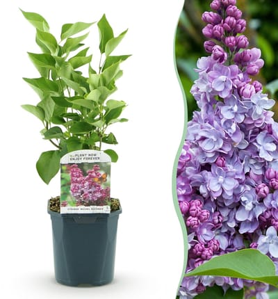 Green boutiQ - Tuinplant - Syringa vulgaris Michel Buchner - Gewone Sering - Winterhard - Roze - 1 Plant - Pot 17cm - Hoogte 45cm