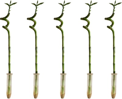 Bloomique - Set van 5 - Dracaena Sanderiana - Lucky Bamboo - Geluksbamboe - Kamerplanten - Luchtzuiverend - Gemakkelijk in onderhoud - 40-50cm Hoog