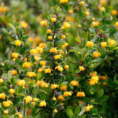 Berberis Buxifolia 'Nana' - Zuurbes 20-25 cm pot
