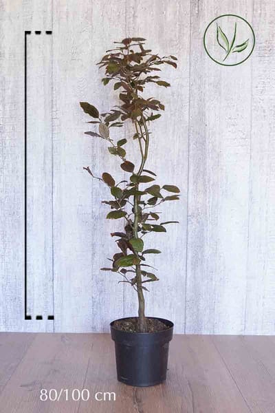 Plants Online - Haagplanten - Rode beuk - Pot 80-100 cm - set van 10 - Populair bij vogels - Prachtige herfstkleur - Snelle groeier - Bladverliezend