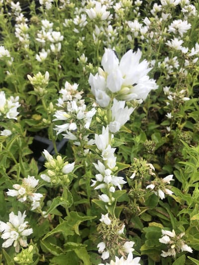 6x Klokje - Campanula glomerata 'Alba' | 9x9 cm pot