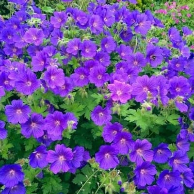 Ooievaarsbek (Geranium hybr.) - Johnson's Blue - Geranium sanguineum - Vaste planten - Bijen-Vlinders - Bodembedekkers - Zomerbollen