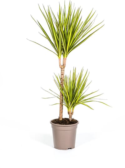 Plantenboetiek.nl | Dracaena Marginata Sunray - Ø19cm - 80-100cm hoog - Kamerplant - Groenblijvend