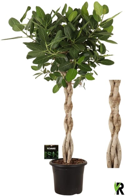 Ficus benghalensis Audrey melted braid in sierpot 180 cm – Kamerplant – Vers Van De Kweker – Potmaat Ø40 cm