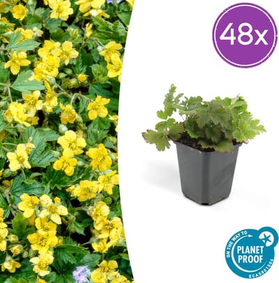 Tuinplantenshop.com | Waldsteinia ternata | 48 stuks - Ø9cm - 10-25cm hoog - Tuinplant