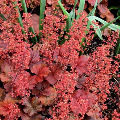 6x Heuchera hybrida 'Cherry Cola'® Pot 9x9cm - Prachtige planten voor in de tuin