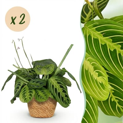 Plantenboetiek.nl | Maranta Fascinator Lemon Lime - Gebedsplant - Huisdiervriendelijke Plant - Groen - 2 Planten - met Mand - Ø12cm - 25cm hoog - Kamerplant - Arrangement - Plant met pot