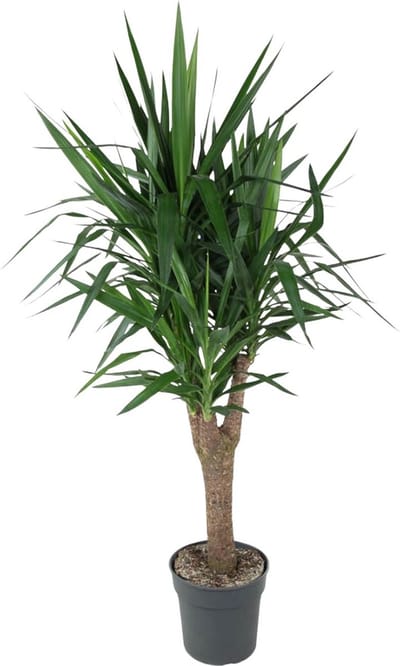 Vertakte Yucca Elephantipes 150 cm in Potdiameter ø31 - Groene Kamerplant voor Lage Verzorging