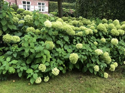 Hydrangea arborescens 'Annabelle' - Annabelle, Sneeuwbal Hortensia 60 - 80 cm in pot