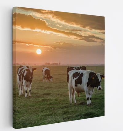 Saammp Canvas Schilderij - 4 Koeien met mooie lucht - Natuur - nederland - 20x20 - Foto op canvas - Wanddecoratie - Muurdecoratie Woonkamer - Slaapkamer decoratie - Canvas Print