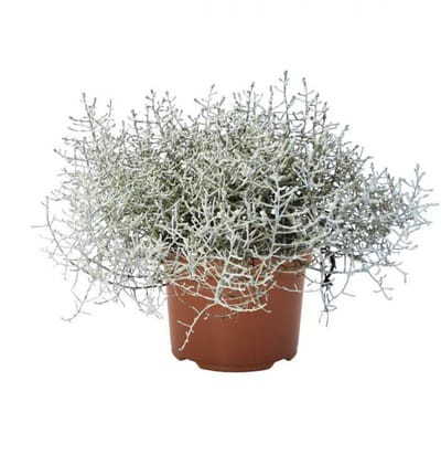 JUNAVERA Leucophyta brownii (zilverstruikje) | 18 cm hoog | In 10,5 cm pot | Zilvergrijze structuurplant