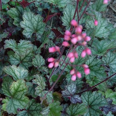 3 x Heuchera 'Pewter Moon - Purperklokje pot 9x9cm