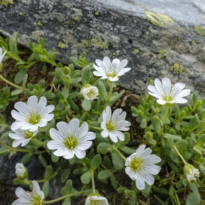 Hoog wit viltkruid (Cerastium tomentosum) - - Hoornbloem - Bodembedekkers - Vaste planten - bloeit in Mei / Juni / Juli