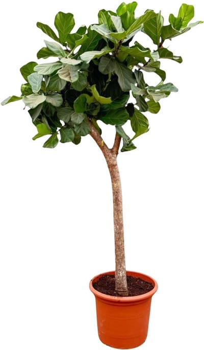 Green Harmony | Ficus Lyrata boom XXXL - 230cm - ø42