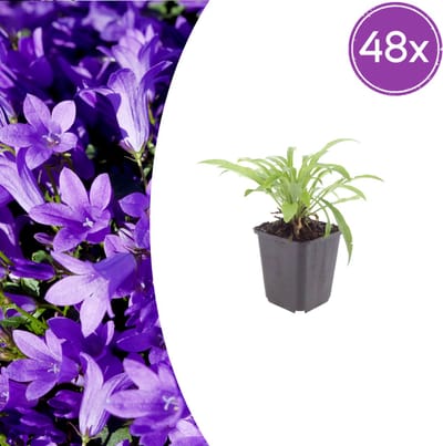 Tuinplantenshop.com | Campanula pers. 'Coerulea' | 48 stuks - Ø9cm - 10-25cm hoog - Tuinplant