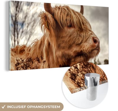 MuchoWow® Glasschilderij 40x20 cm - Schilderij acrylglas - Schotse Hooglander - Struik - Heide - Foto op glas - Schilderijen