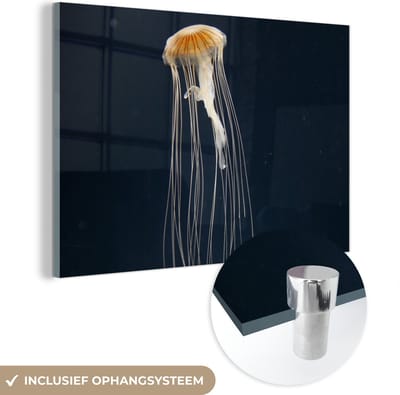 MuchoWow® Glasschilderij 120x80 cm - Schilderij acrylglas - Kwal - Zeedier - Tentakels - Foto op glas - Schilderijen