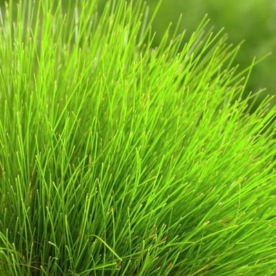 6x Smele - Deschampsia 'Tatra Gold' - Pot 9x9cm