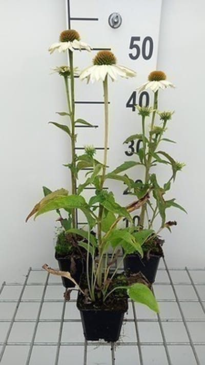 6x Zonnehoed - Echinacea purp. Pow Wow White' | 9x9 cm pot