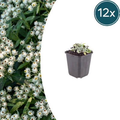 Tuinplantenshop.com | Anaphalis triplinervis | 12 stuks - Ø9cm - 10-25cm hoog - Tuinplant