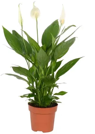 JUNAVERA Spathiphyllum Alana | In 12 cm pot