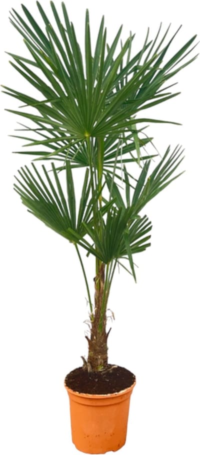 Trendyplants - Trachycarpus Fortuneii - Hoogte 140-160 cm - Winterhard - Chinese waaierpalm - Tuinplant - Potmaat Ø27cm